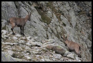 IMG_1537  